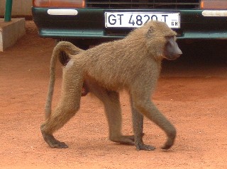 Friendly Baboons
